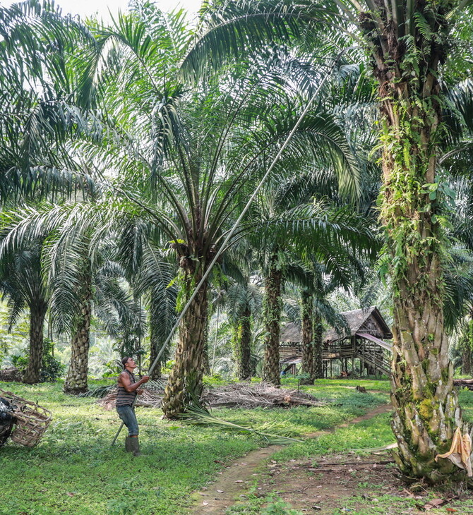 Η Ινδονησία απαγορεύει τις εξαγωγές φοινικέλαιου – Φόβοι για επιπτώσεις στην παγκόσμια αγορά 