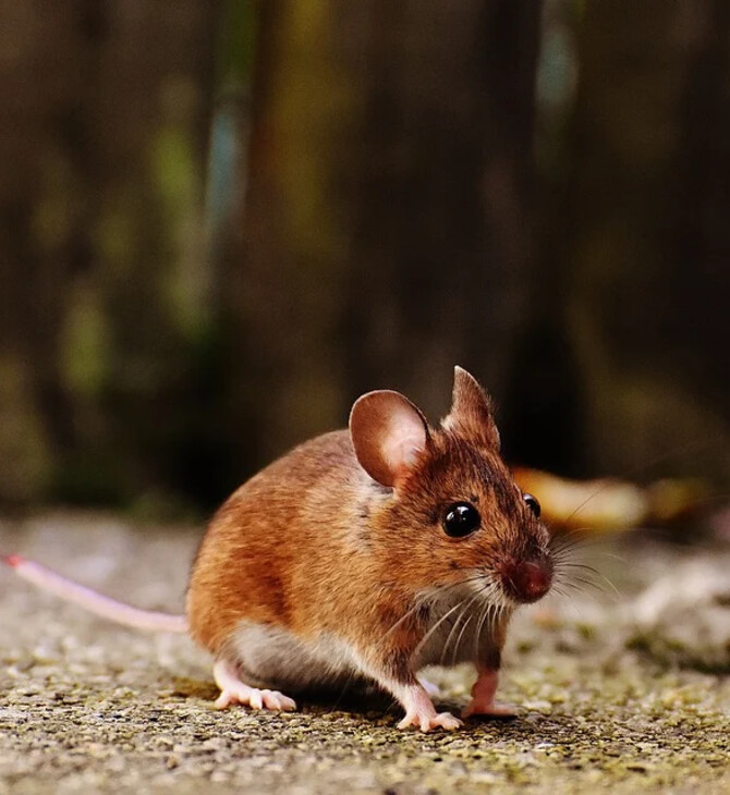 Ένα ποντίκι ίσως κρατά το «κλειδί» της αναγέννησης του νωτιαίου μυελού: Τι ανακάλυψαν επιστήμονες