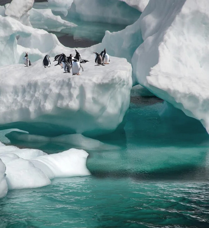 Emperor penguins have an unlikely robot ally as they face threats at the edge of the world