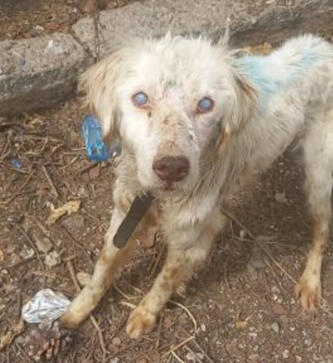 Τυφλός σκύλος ήταν μόνιμα αλυσοδεμένος σε περίφραξη σπιτιού - Απομακρύνθηκε και «ζητά» σπίτι