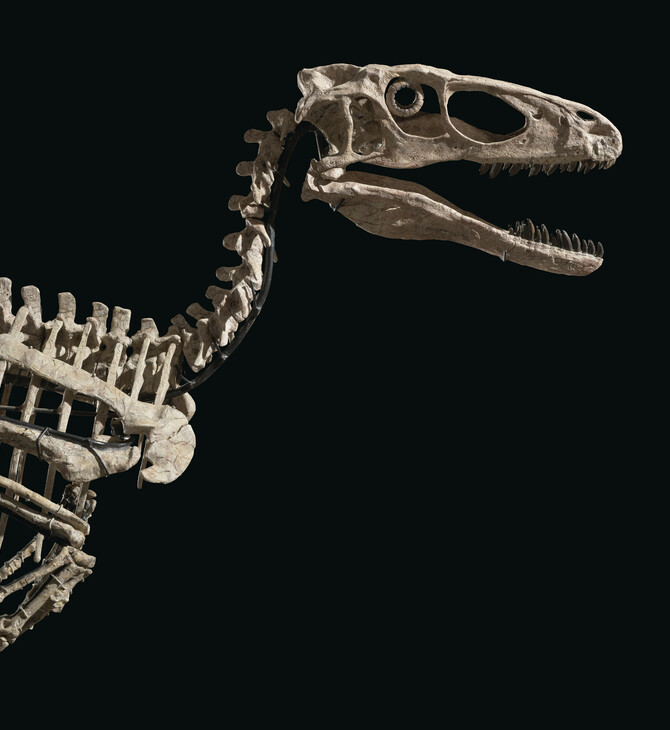 Σκελετός δεινοσαύρου πωλήθηκε έναντι 12,4 εκατ.$ 