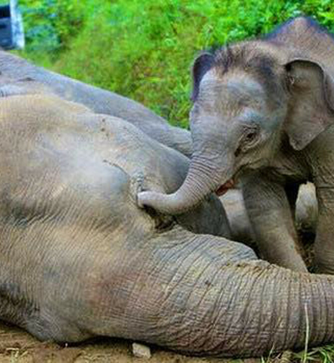 Επιστήμονες ανακάλυψαν μέσω Youtube ότι οι ελέφαντες θρηνούν τους νεκρούς τους