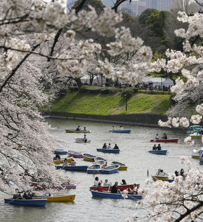 Japan's famous cherry blossom season is out of whack