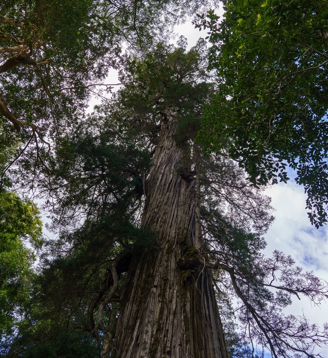 Eπιστήμονες ισχυρίζονται ότι εντόπισαν το γηραιότερο δέντρο στον κόσμο- Ηλικίας έως και 5.484 ετών