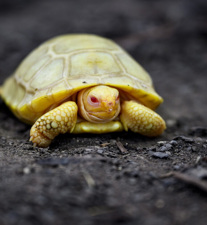 Για πρώτη φορά στα χρονικά: Γεννήθηκε αλμπίνο χελωνάκι των Γκαλαπάγκος σε ζωολογικό κήπο 