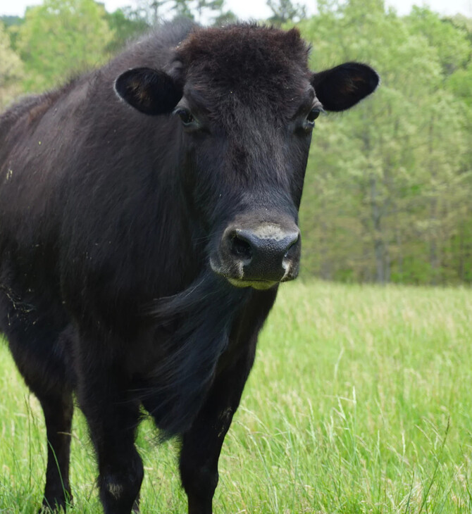 beefalo