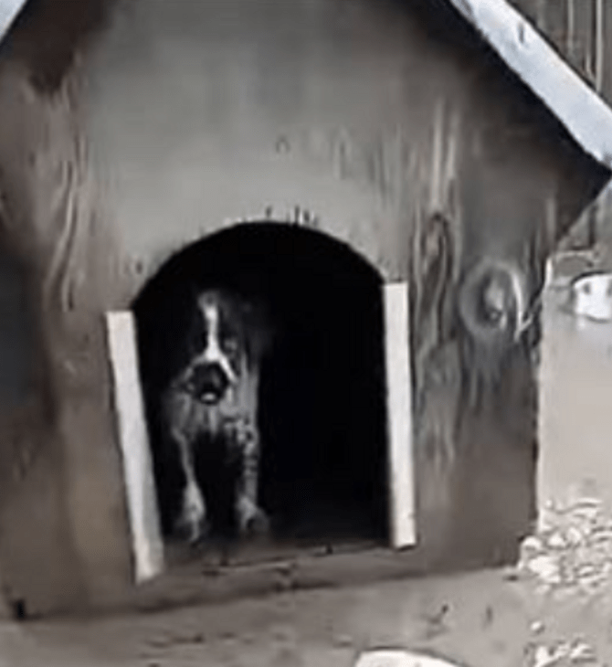 Ορεστιάδα: Βολεϊμπολίστας έσωσε τον σκύλο του από το πλημμυρισμένο σπίτι του
