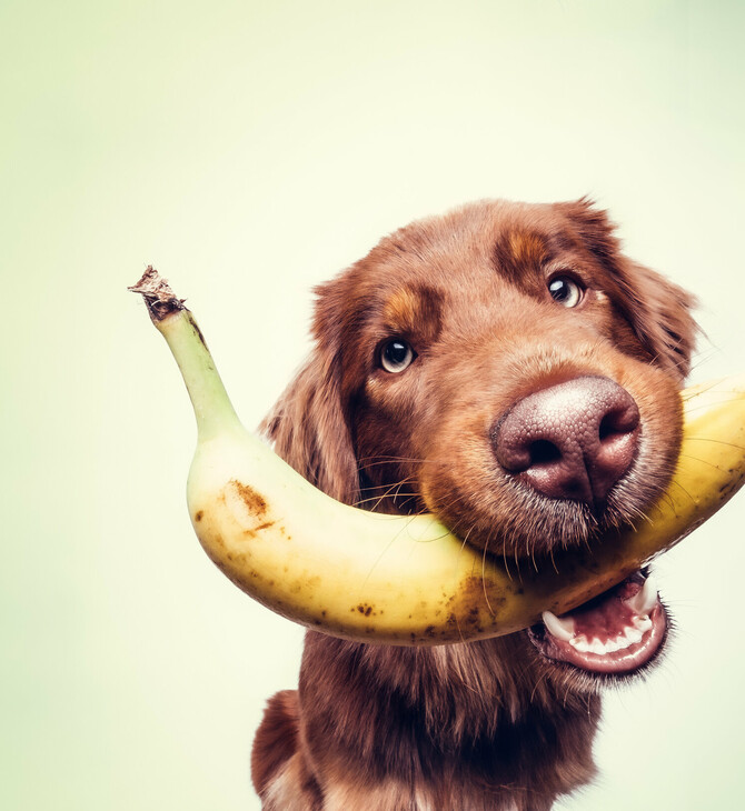 Ο σκύλος μου είναι βίγκαν (My Dog is Vegan)