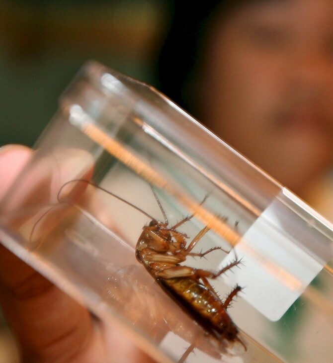 Η αναπαραγωγή της κατσαρίδας έχει πάρει μια περίεργη τροπή- Και φταίει ο άνθρωπος