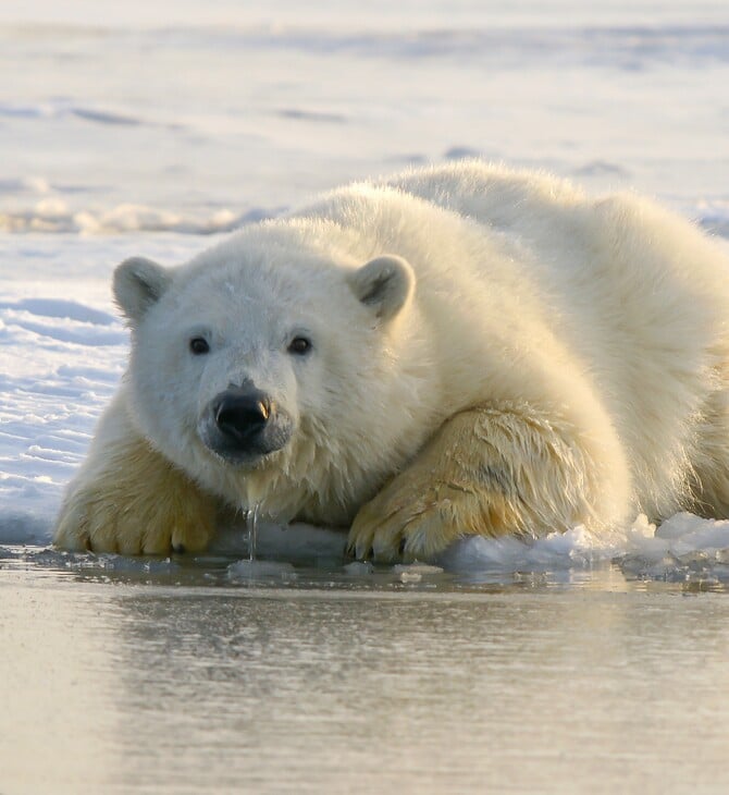 Polar bears found thriving despite lack of sea ice offer hope for species