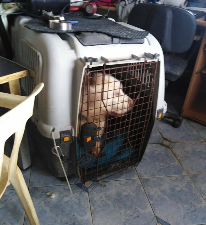 Θεσσαλονίκη: Δίωξη στην 60χρονη που κρατούσε 16 σκυλιά σε διαμέρισμα και νέα έρευνα