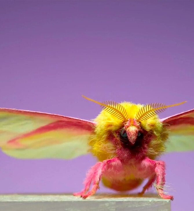 7 θεαματικές πτήσεις σκώρων σε αργή κίνηση! 7 Spectacular Moths in Slow Motion