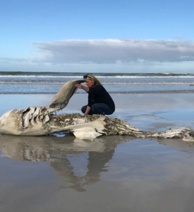 Orcas are eating great white sharks’ livers off South Africa’s coast