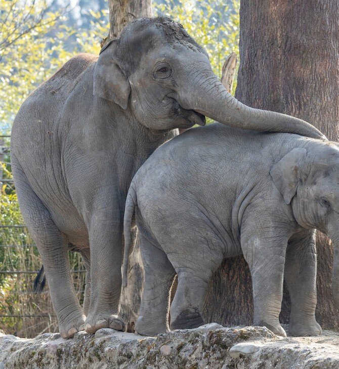 Θηλυκός ελέφαντας σε ζωολογικό κήπο πέθανε από έρπη και η αγέλη τον πενθεί μέσα στο κλουβί 