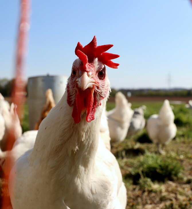 Πιο υγιή και νόστιμα τα κοτόπουλα που τρέφονται με κάνναβη, σύμφωνα με την επιστήμη