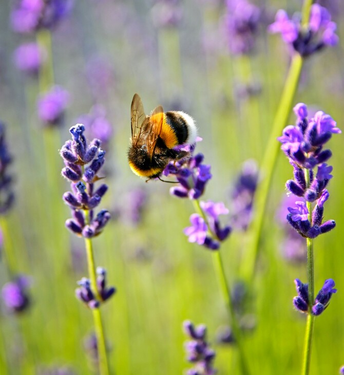 «Ιδιαίτερα ευφυείς, αναγνωρίζουν πρόσωπα, μετρούν, έχουν αισθήματα»: Νέο βιβλίο - «ωδή» στις μέλισσες