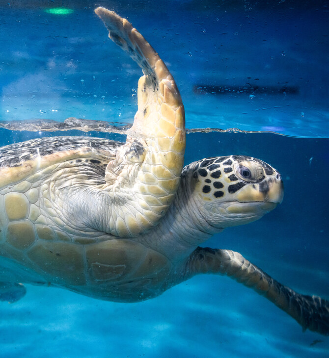 Ιαπωνία: Νεκρές βρέθηκαν 30 θαλάσσιες χελώνες- Πολλές ήταν μαχαιρωμένες 