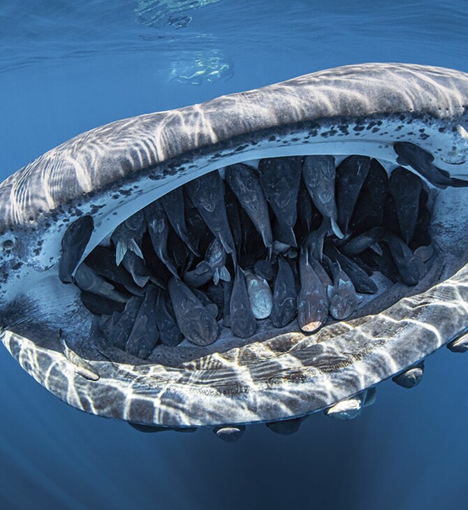 Ο φαλαινοκαρχαρίας είναι τελικά παμφάγο ζώο, το μεγαλύτερο του κόσμου – Η απρόσμενη ανακάλυψη 
