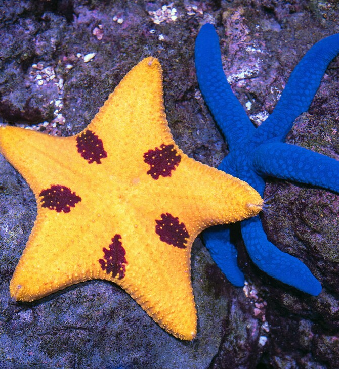 Μην κάνετε μπάρμπεκιου τους αστερίες μας: Στη Νέα Ζηλανδία κάποιοι το παρακάνουν με τα θαλασσινά 