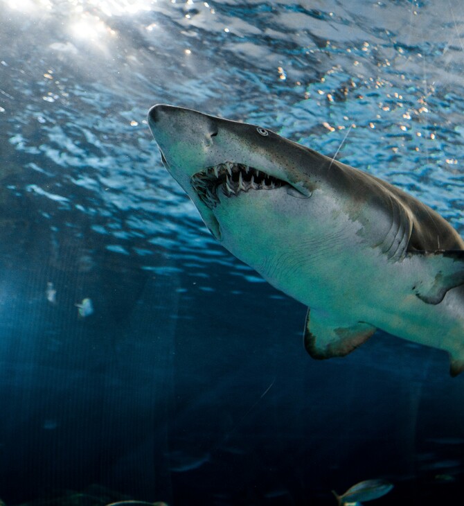 Κορνουάλη: Επίθεση καρχαρία σε ψαροντουφεκά