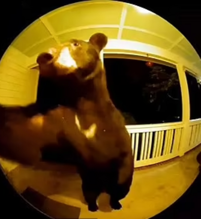 Αρκούδα χτύπησε το κουδούνι σπιτιού στις 3.30 τα ξημερώματα: «Πάθαμε σοκ»