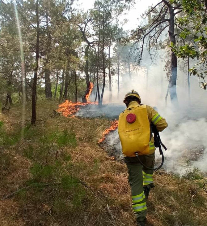 Η επόμενη μέρα μετά την πυρκαγιά στο Εθνικό Πάρκο Δαδιάς: Προτάσεις θωράκισης του WWF Ελλάς