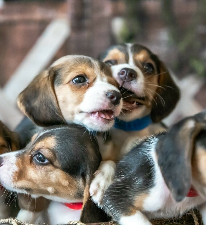 4.000 σκυλιά μπιγκλ σώθηκαν από πειράματα. Πολλά δεν είχαν δεχθεί ούτε ένα χάδι