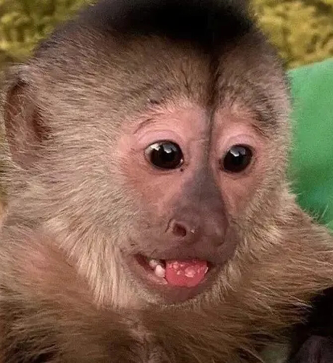 A primate suspect: Mischievous monkey in US zoo dials 911