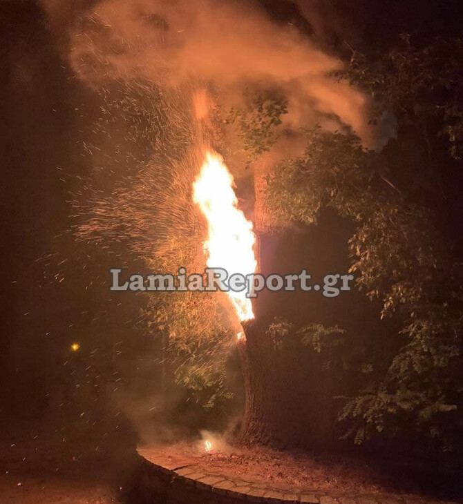 Φωκίδα: Έπαιζαν με δυναμιτάκια και έκαψαν κατά λάθος πλάτανο 180 ετών