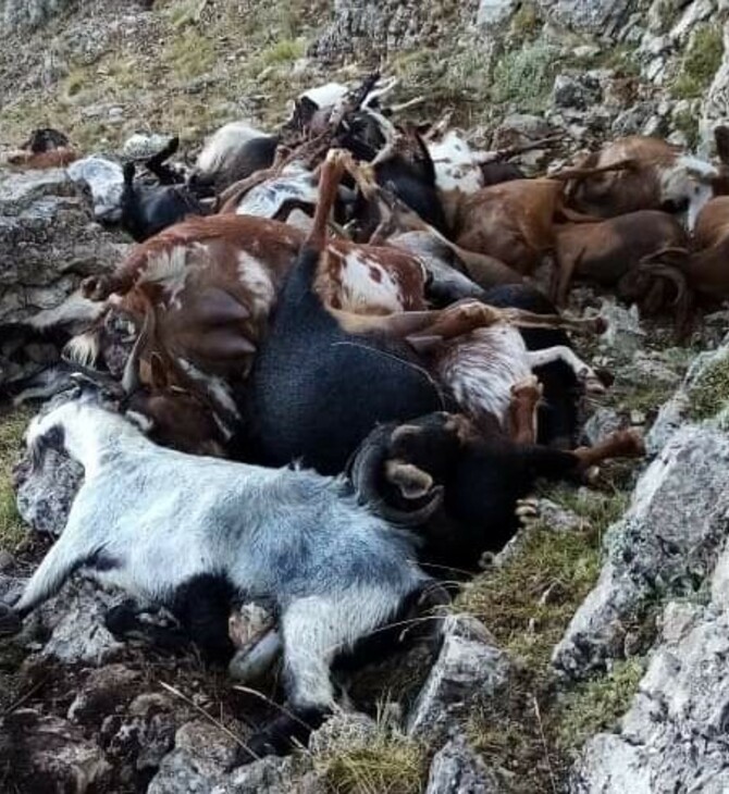 Αρκαδία: Κεραυνός ξεκλήρισε κοπάδι με κατσίκες στο Αρτεμίσιο