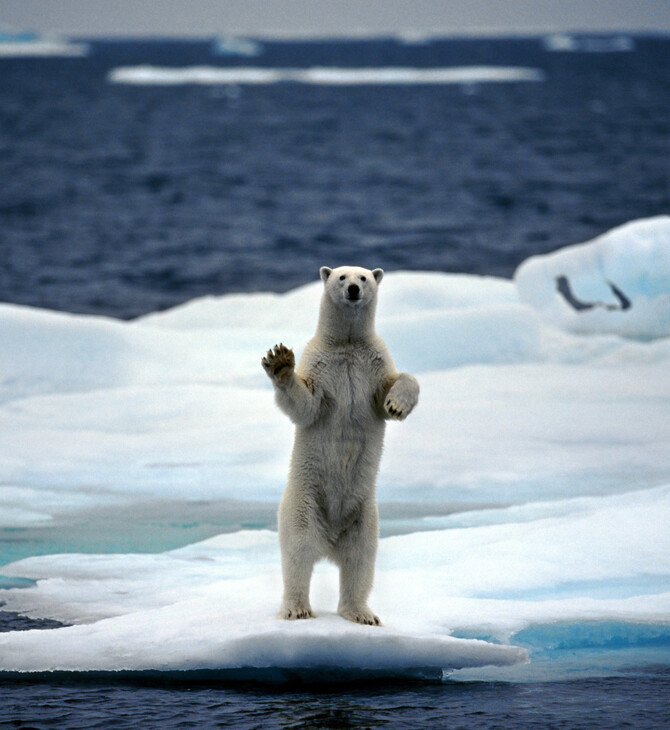«Αναπόφευκτη πλέον» η μεγάλη άνοδος της στάθμης της θάλασσας, από το λιώσιμο των πάγων στη Γροιλανδία 