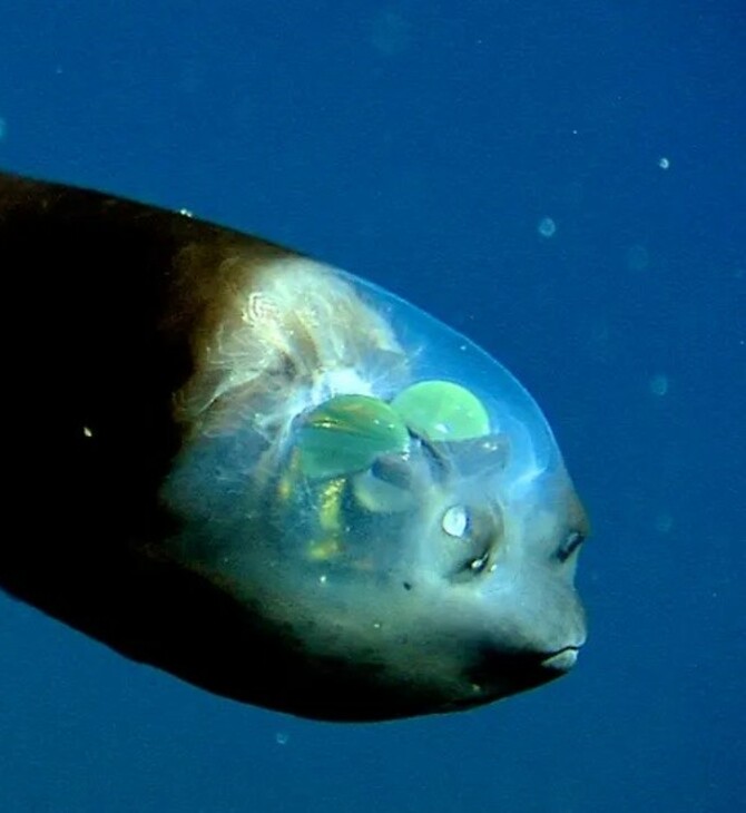 Το απίστευτο ψάρι με το διάφανο κεφάλι που ζει στα βάθη του ωκεανού