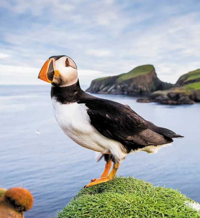 Eικόνες από τα πολύχρωμα ψαροπούλια «puffin» στις βρετανικές νήσους