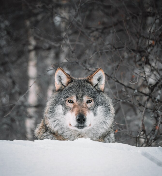 «Εντυπωσιακή» ανάκαμψη ειδών άγριας φύσης στην Ευρώπη - Αύξηση στους πληθυσμούς λύκων, αρκούδων, αετών 
