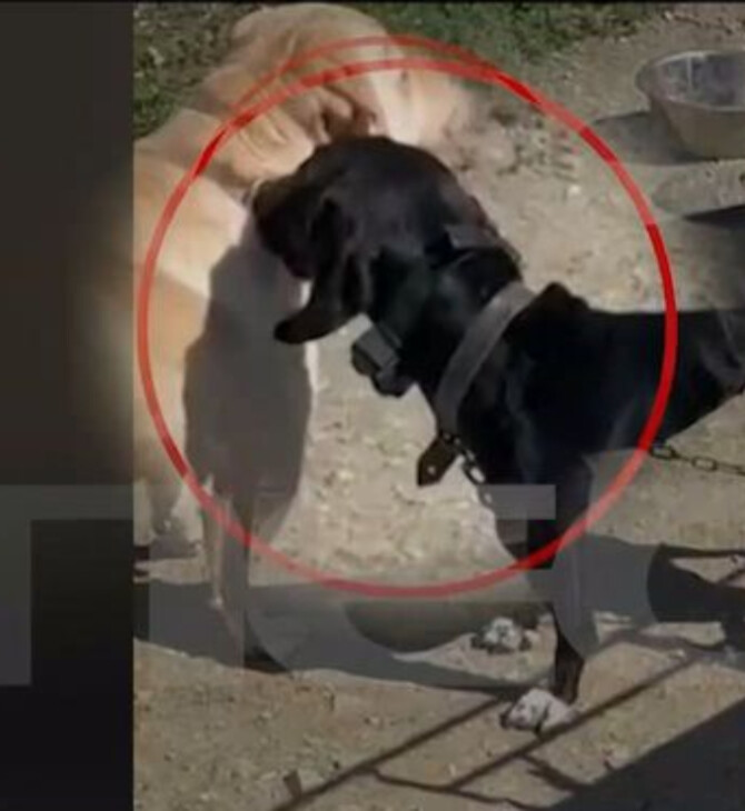Υπόθεση κακοποίησης ζώου: Καταγγελία για βασανισμό σκύλου με ηλεκτροσόκ