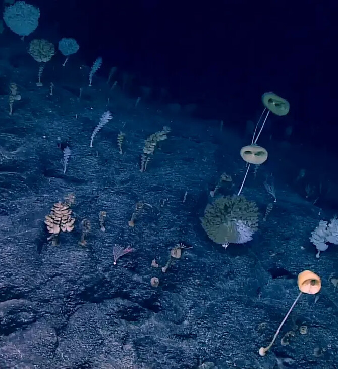 Discovered in the deep: the ‘forest of the weird’