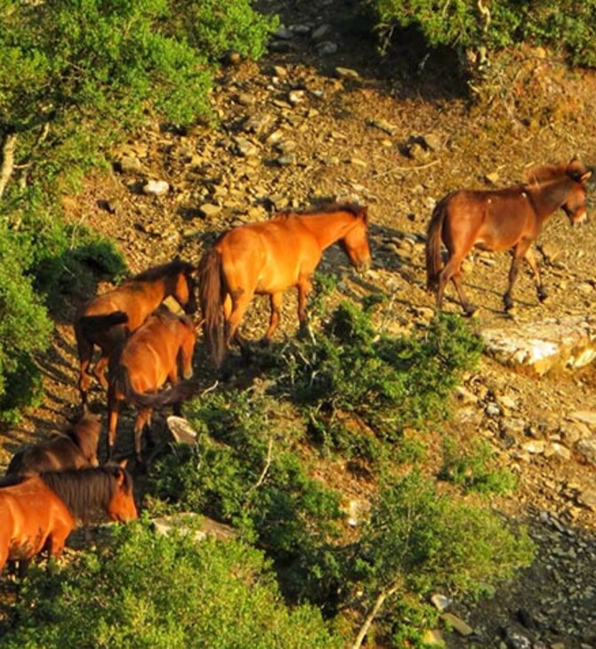 Αγρίνιο: Άγνωστοι πυροβόλησαν και σκότωσαν τρία άγρια άλογα