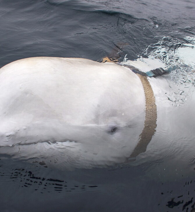 Η Νορβηγία σχεδιάζει καταφύγιο για τον Hvaldimir, την φάλαινα- κατάσκοπο