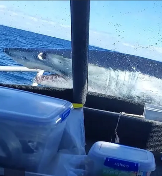 Η στιγμή που καρχαρίας «προσγειώνεται» πάνω σε σκάφος ψαράδων