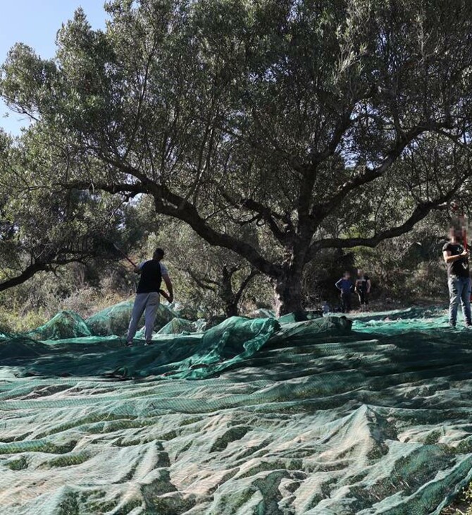 Ωφελούμενοι του ΚΕΘΕΑ μαζεύουν τις ελιές του Δήμου Ηρακλείου 