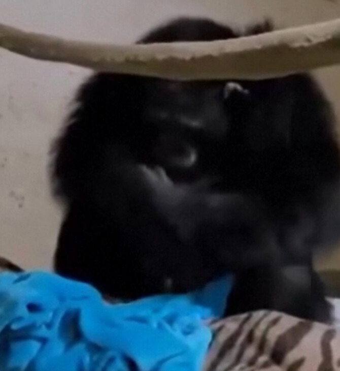 μαμά-χιμπατζής αγκαλιάζει το μωρό της