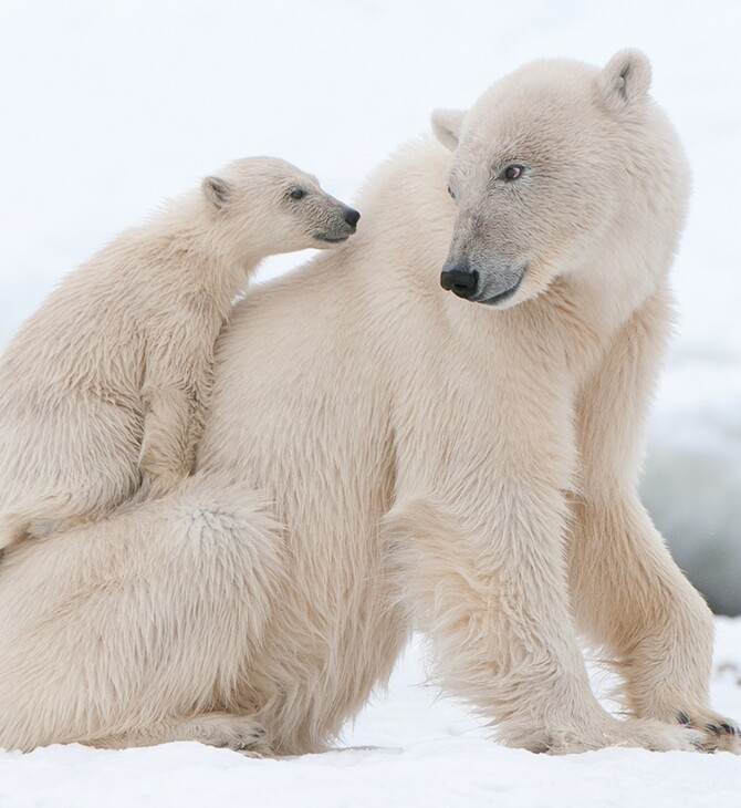 Συγκατοικώντας με πολικές αρκούδες: Ξενάγηση στην άκρη της Αρκτικής