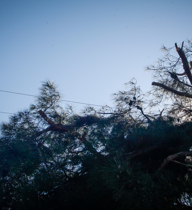 Εύβοια: Νεκρός δασεργάτης που καταπλακώθηκε από δέντρο