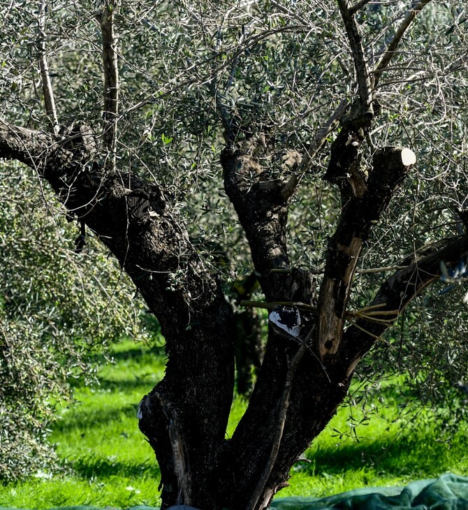 Κρήτη: Έστησαν γλέντι με λύρα μέσα σε αρχαία ελιά και το βίντεο έγινε viral