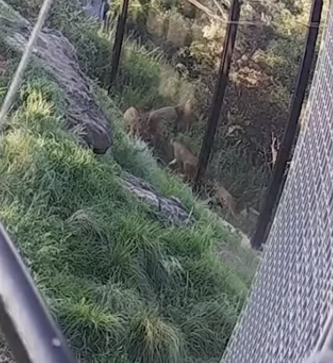 Η στιγμή που 5 λιοντάρια δραπετεύουν από τον περιφραγμένο χώρο τους, σε ζωολογικό κήπο