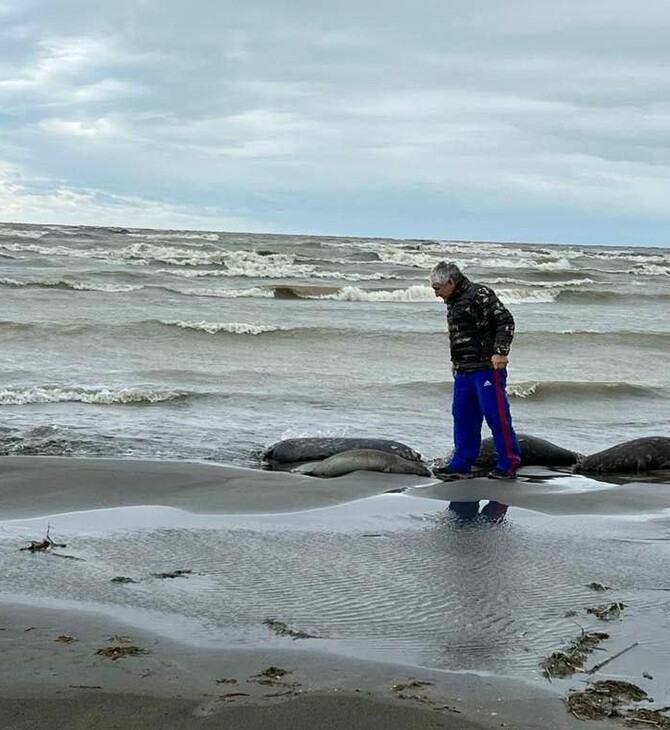 Εντοπίστηκαν 1.700 νεκρές φώκιες στις ακτές της Κασπίας Θάλασσας