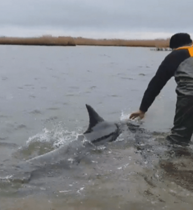 Έβρος: Αστυνομικοί βοήθησαν δελφίνι που είχε αποπροσανατολιστεί