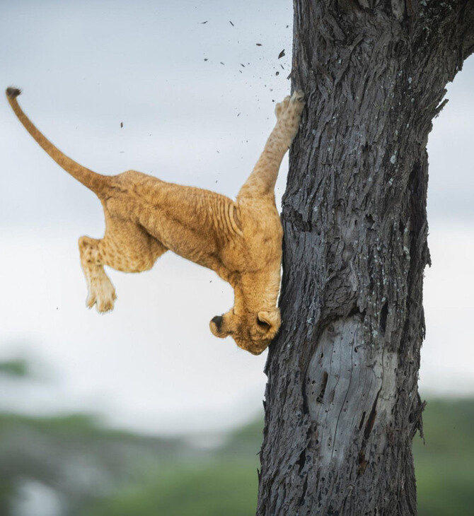 Wildlife Funny Photos Awards 2022: Ανακοινώθηκε η νικήτρια με την καλύτερη εικόνα-Οι 10 καλύτερες φωτογραφίες 