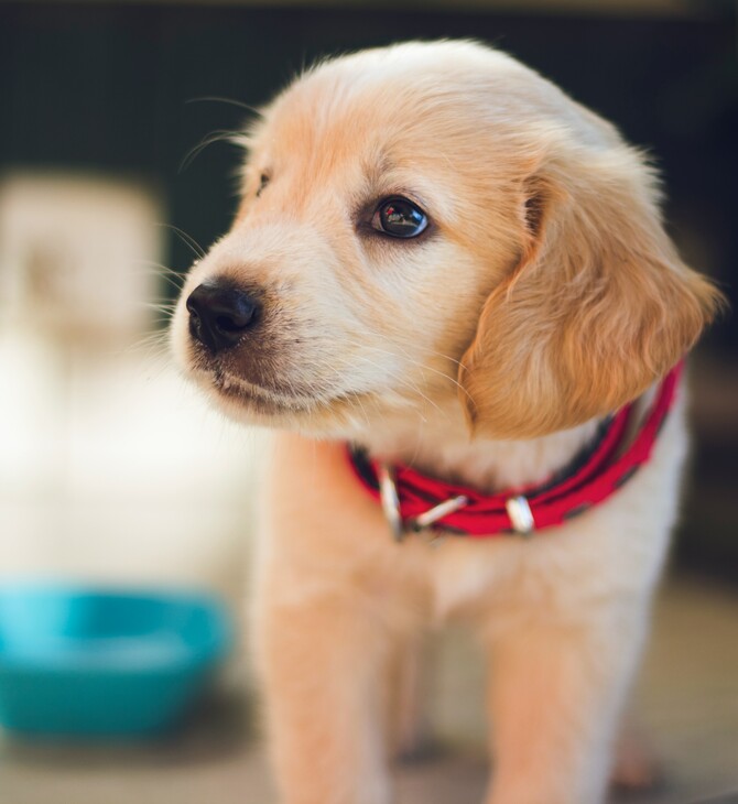 Η Νέα Υόρκη απαγορεύει στα pet shop να πωλούν σκύλους, γάτες και κουνέλια
