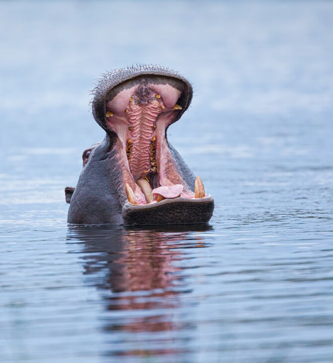 Μετά το ελεφαντόδοντο, οι λαθροθήρες έβαλαν στόχο και τα δόντια των ιπποπόταμων